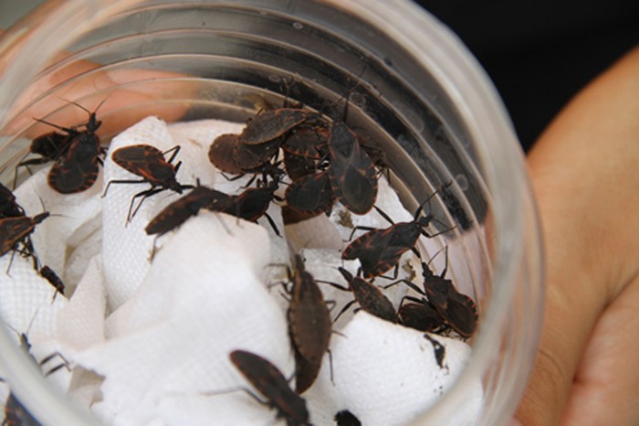 Sau kiến ba khoang, sự xuất hiện của bọ xít hút máu suốt một thời gian dài khiến dư luận hoang mang.